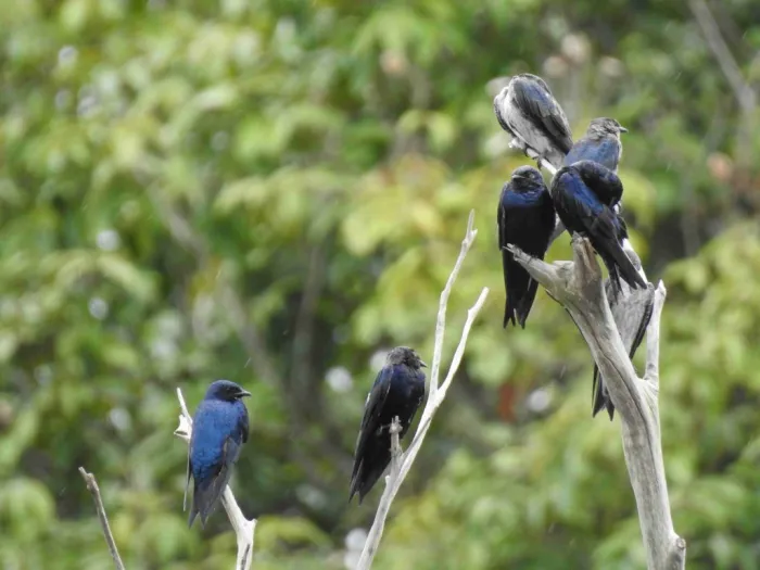 Foto: Reprodução/Agência Amazonas