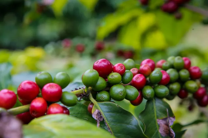Governo de SP junta-se à União Europeia para apoiar produtores rurais em novas exigências ambientais