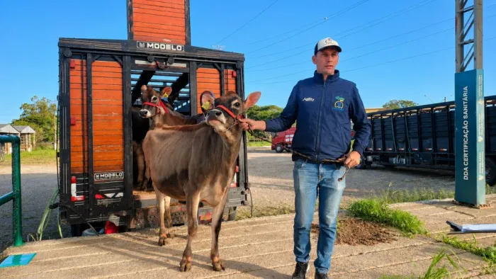 Colorada veio do município de Braço do Norte com outras sete Jersey e uma Holandesa, da Cabanha Luckmann -Foto: Fernando Dias/Ascom Seapi