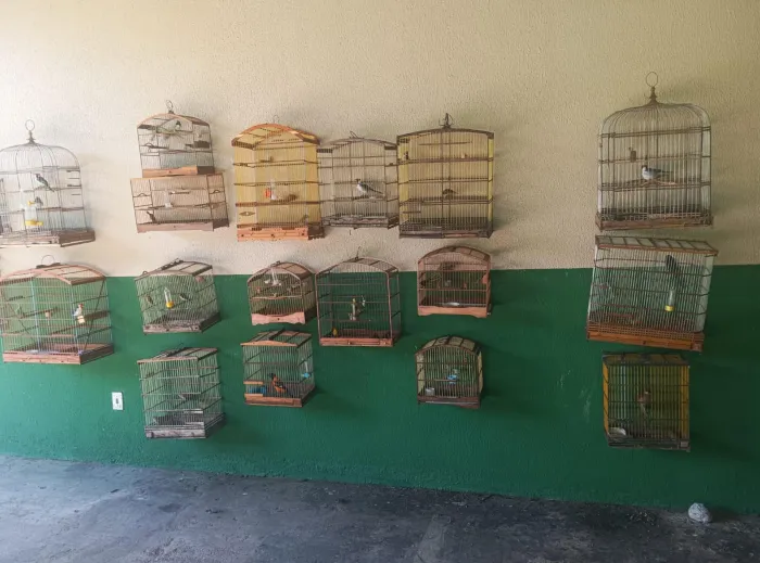 Entre as aves apreendidas estão espécies como canários-da-terra, galos-de-campina e papa-capins - Ascom PMAL