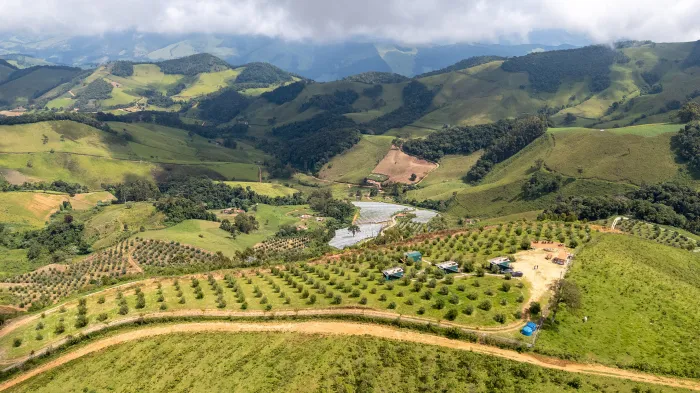 Impulsionada pela Epamig, olivicultura da Serra da Mantiqueira confirma excelência