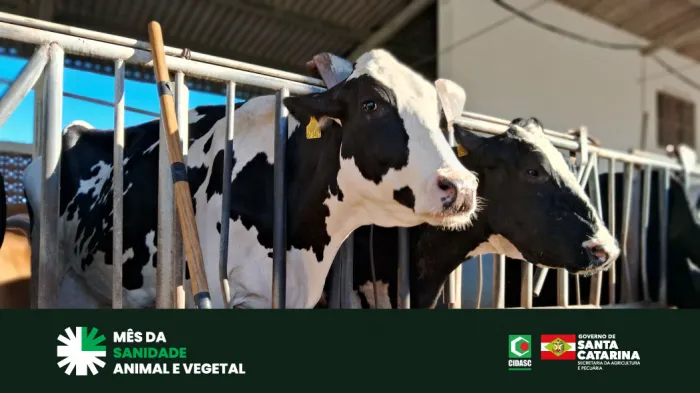 Foto: Reprodução/Secom SC