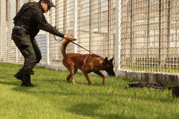 Cães do canil do Gape durante operação de revista em unidade prisional