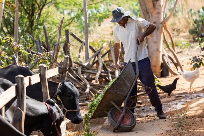 Governo da Bahia autoriza investimento de R$ 2,9 milhões para fortalecer a produção de leite no Sertão Produtivo e Velho Chico