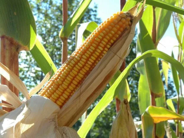 Epagri divulga último boletim do Programa Monitora Milho SC e traz recomendações para a entressafra