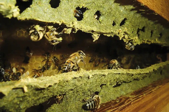 Apicultores da região da Serra da Canastra reinventam a produção de própolis-verde com apoio de pesquisas
