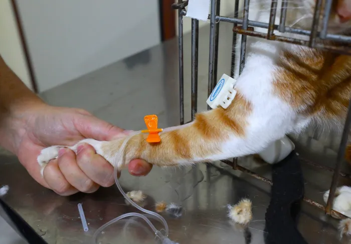 Sepda castra mais 39 gatos em mutirão quinzenal
