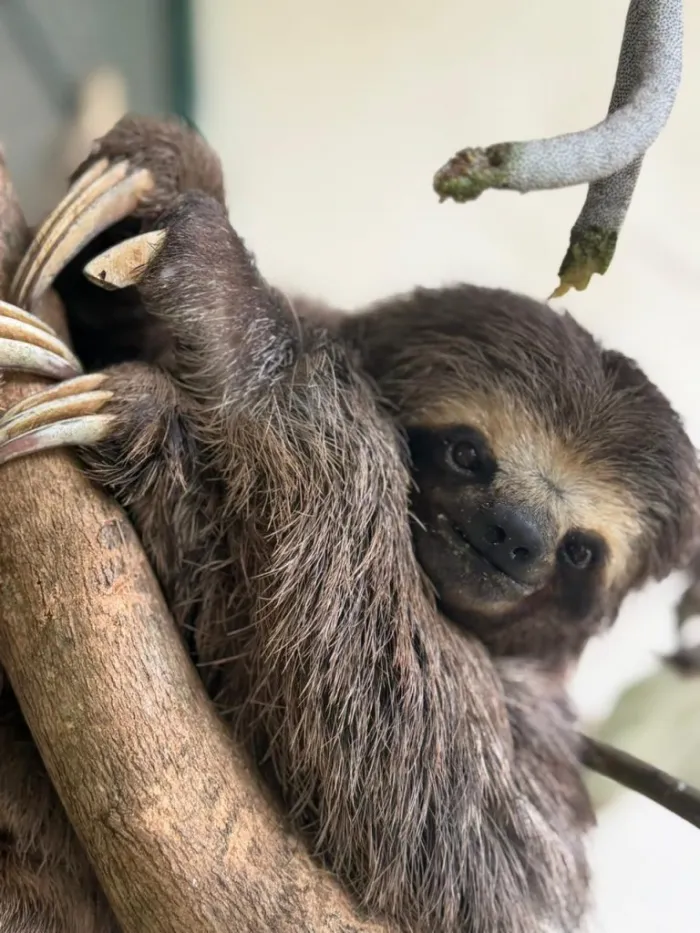 Após 60 dias de cuidados em centro de reabilitação de SP, bicho-preguiça volta à natureza