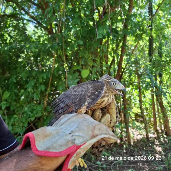 Em nova soltura de animais silvestres, Semarh devolve 29 aves à natureza e reforça ações de preservação da fauna no Piauí