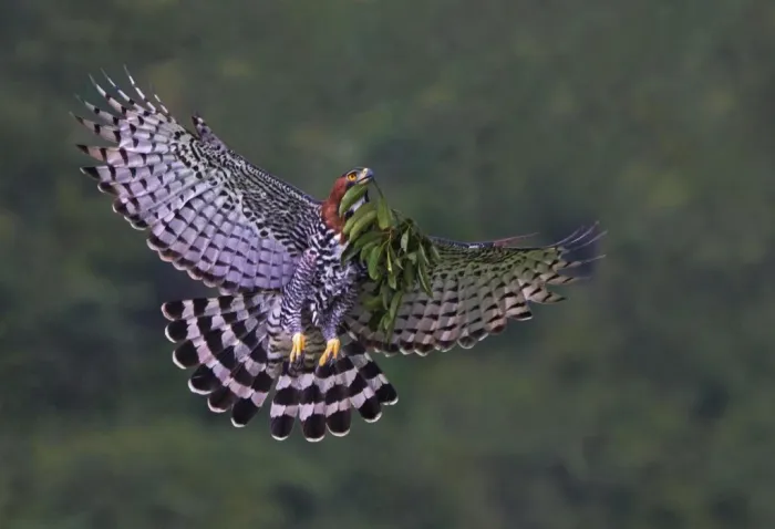 Gavião de penacho (Spizaetus ornatus) visto em Duco Lodge, em Eldorado