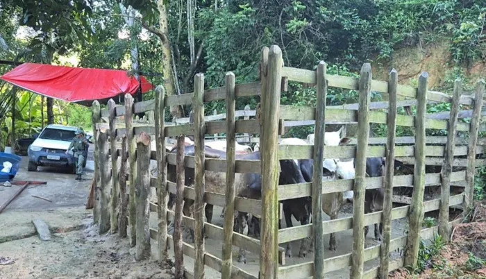 Na zona rural de Joaquim Gomes, equipes do BPA, com apoio do Serviço de Inteligência da unidade, localizaram um abatedouro clandestino - Ascom PM-AL