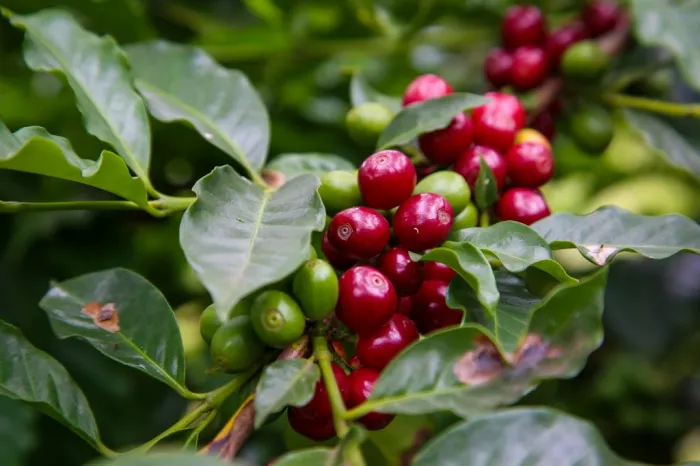 O nome do município de Cafelândia origina-se da intensa produção cafeeira na região durante sua fundação