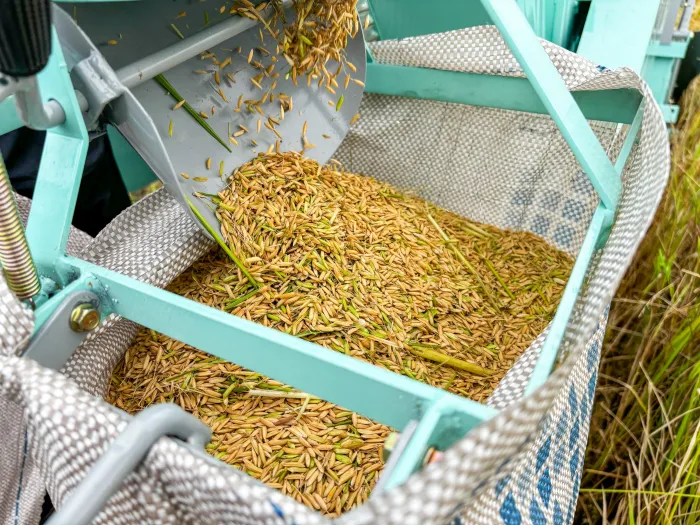 Números são reflexo das ações do Programa Alagoas Mais Arroz - Ascom Seagri