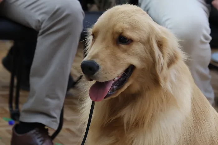 Novo programa para animais, Vet-Móvel começa em junho pela RMC e Litoral
