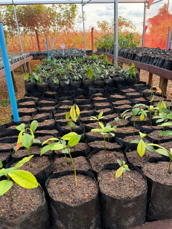 Foto: Reprodução/Prefeitura de Sorriso - MT
