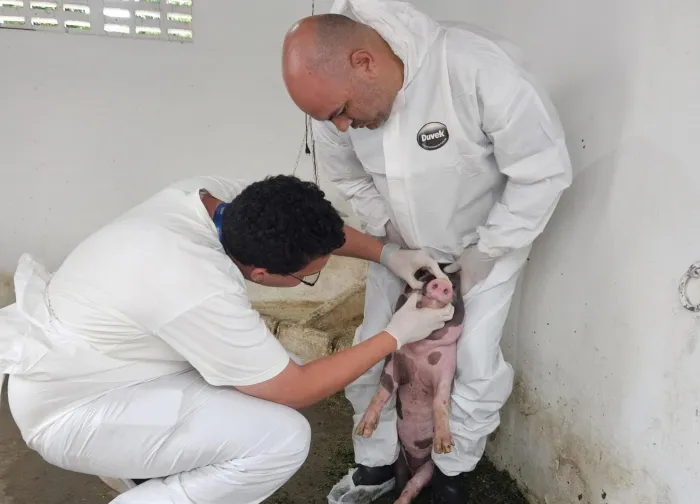 Adeal dá início ao trabalho de vigilância clínica de suínos em Alagoas