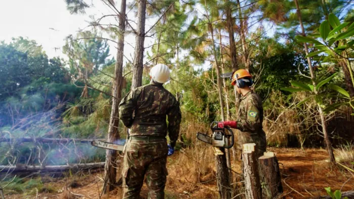 Governo do Estado realiza ação em parceria com o Exército Brasileiro para controle de pinus no Parque Estadual de Itapuã