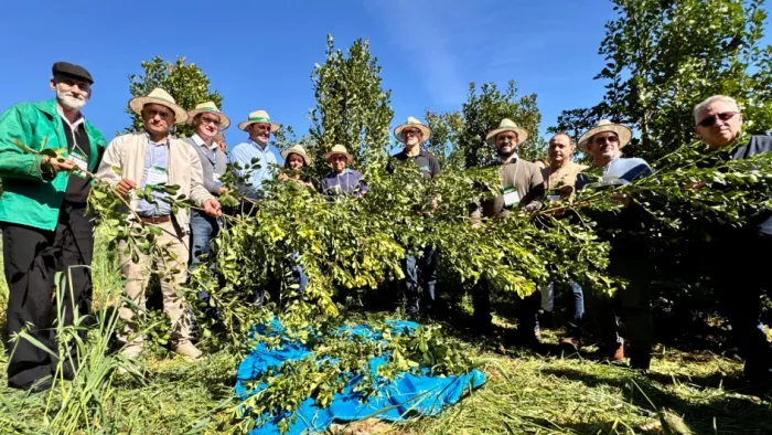 Colheita da erva-mate é aberta com expectativa de safra de 310 mil toneladas de folhas verdes
