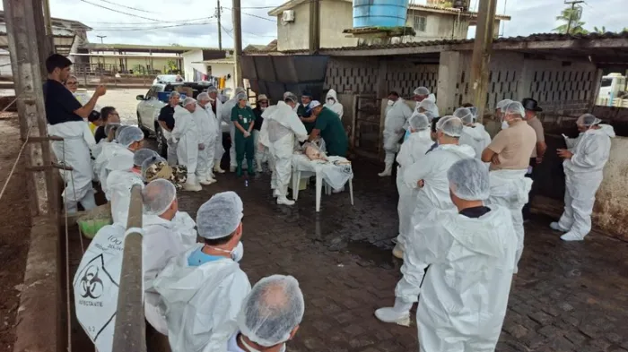 Fiscal da Adapi ministra capacitação sobre Peste Suína Clássica para equipe veterinária da Paraíba