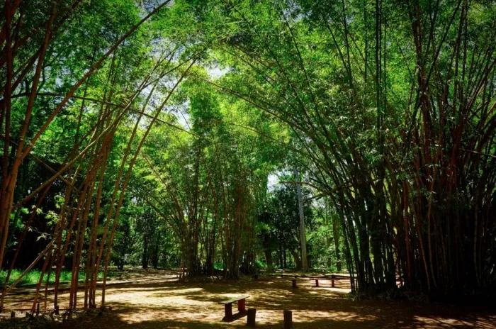 Alta Mogiana e Alto Cafezal ganham destaque no Guia de Roteiros de Observação de Vida Silvestre de São Paulo