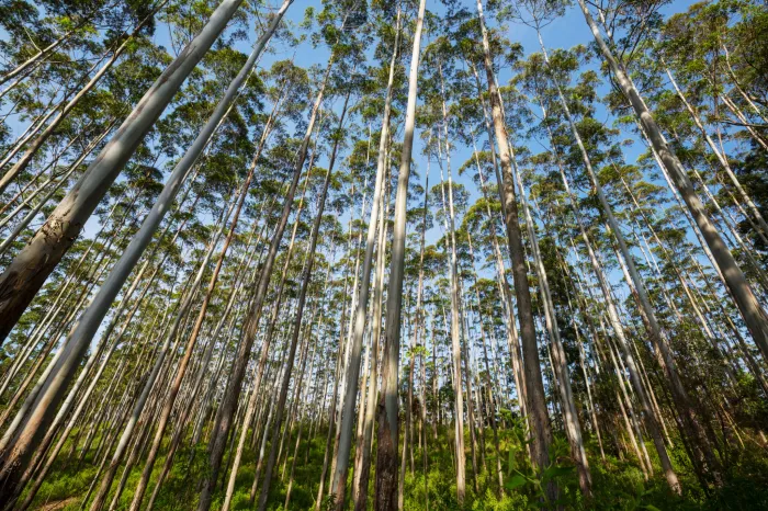 Foto: Reprodução/Prefeitura de Campo Grande - MS