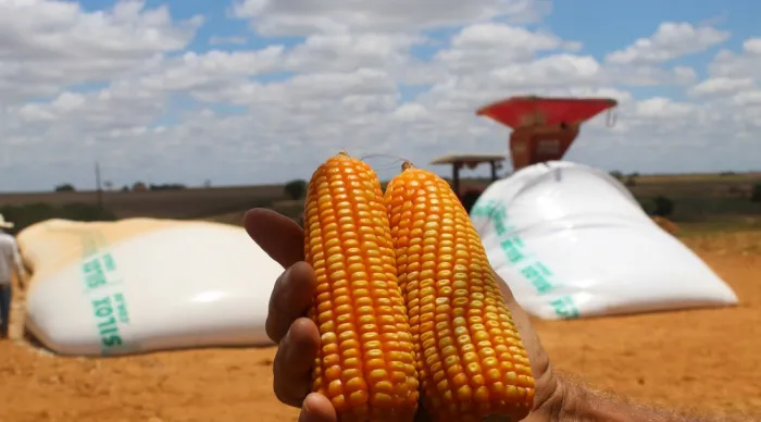 Sergipe colhe resultados históricos e consolida liderança nacional na produtividade de grãos