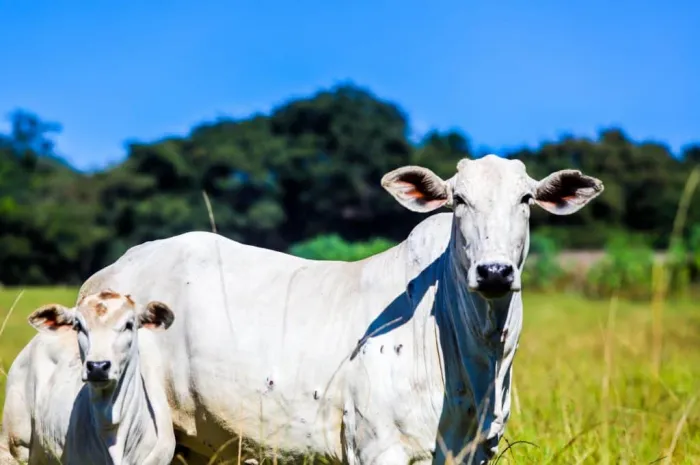 A existência do fundo permite uma resposta mais rápida diante de emergências sanitárias e fortalece o sistema de sanidade animal do Estado.