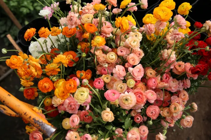 Cooperativa Cooperflora