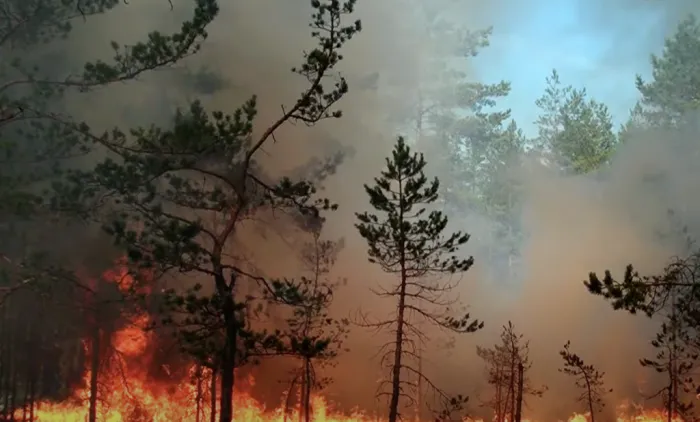 Em meados de 2024, o estado de São Paulo sofreu um grande aumento no número de incêndios não voluntários em áreas rurais, que se alastraram pelas áreas produtivas e de vegetação nativa