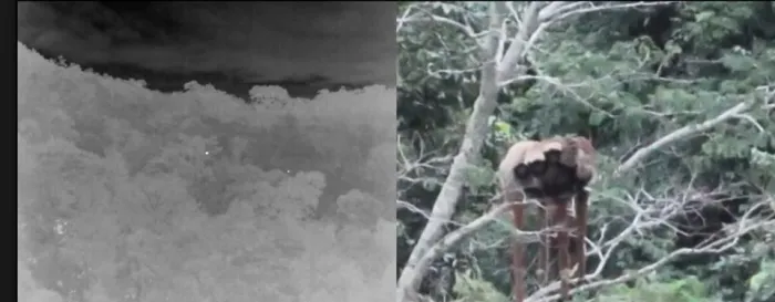 Registro raro de família de macacos guigós reforça importância do Monumento Natural Estadual Serra das Torres para a conservação da fauna