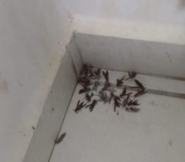 Infestação de vespas preocupa moradores do bairro Candeias e de outras regiões de Vitória da Conquista