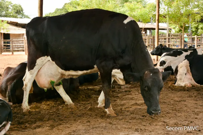 Vitória da Conquista está entre os dez maiores produtores de leite da Bahia