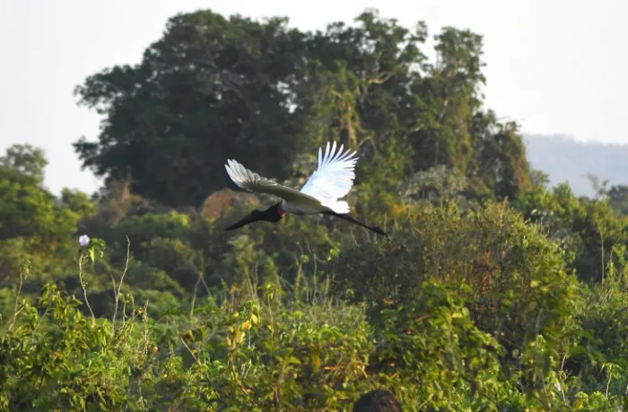 Foto: Reprodução/Secom Mato Grosso do Sul