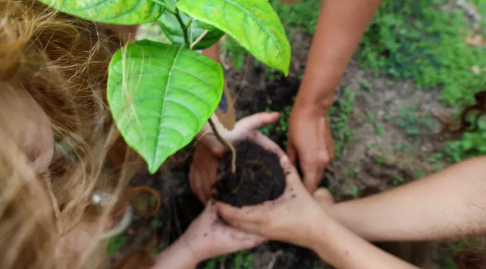 Governo do Estado realiza plantio de mudas nativas como compensação ambiental