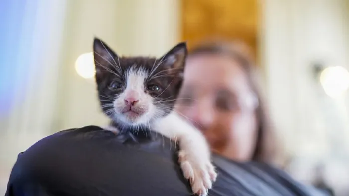 Edital contribui para enfrentar abandono e maus-tratos aos animais, além de promover a saúde pública e o bem-estar coletivo -Foto: Mauricio Tonetto/Secom