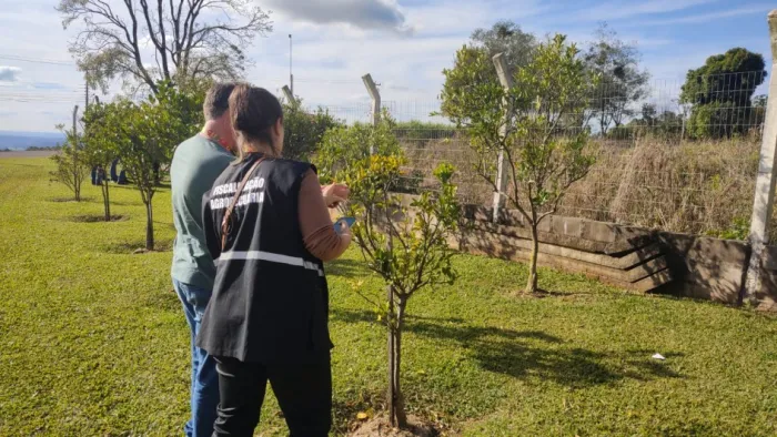 Cerca de 60 plantas foram erradicadas na área de contenção inicial com ações que envolvem Estado e União no combate à doença -Foto: Divulgação Seapi
