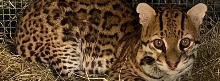 Jaguatirica é devolvida à natureza após recuperação no Cetas de Juiz de Fora