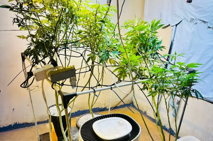 PMPR apreende plantas de maconha e balanças após denúncias em Londrina