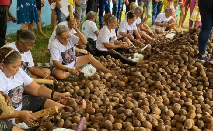 Comunidades extrativistas da região do Bico do Papagaio mantêm viva a tradição da quebra do coco babaçu, atividade que gera renda, fortalece a economia local e contribui para a preservação ambiental - Foto: Divulgação