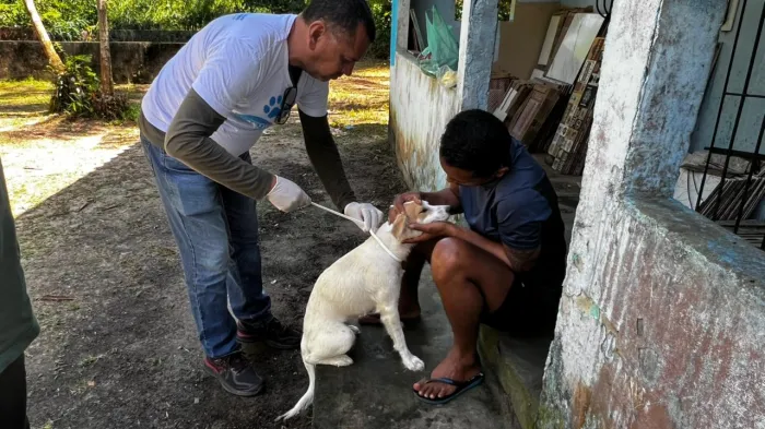 Prefeitura combate leishmaniose visceral canina em Cotijuba
