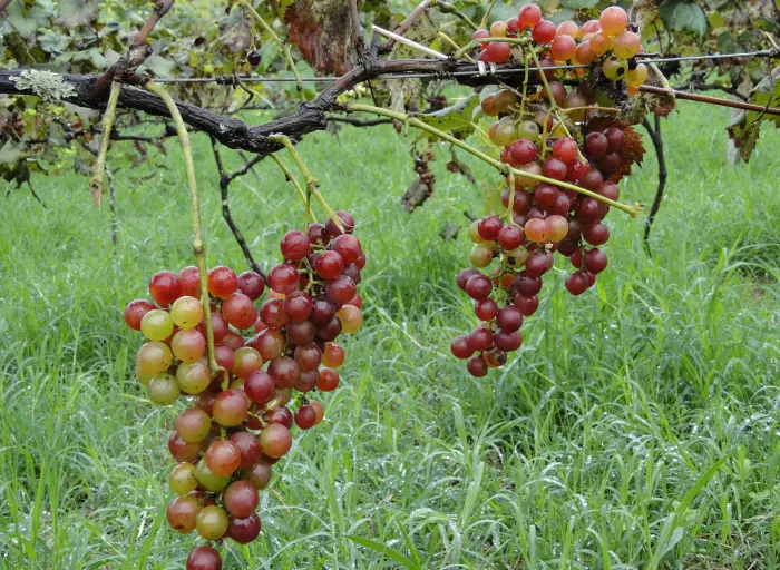 Projetos em vitivinicultura da Epamig apoiam a produção de uva e vinho por agricultores familiares em Caldas e região
