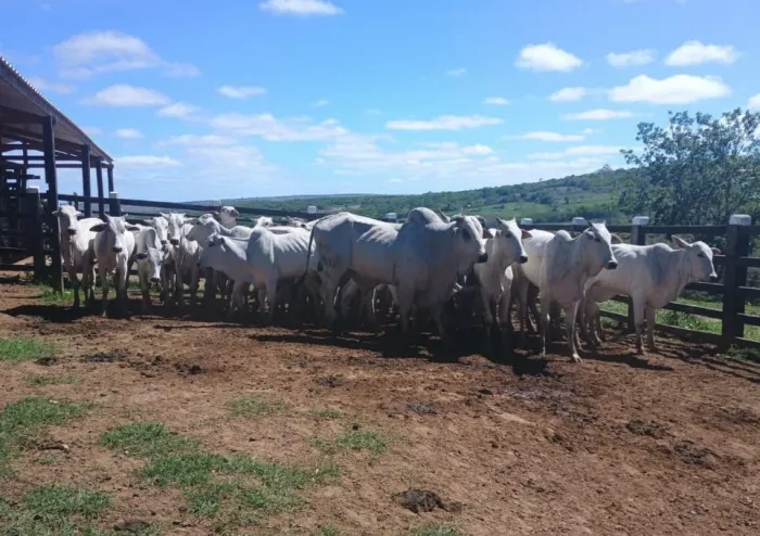 SMDR realiza nova etapa de inseminação artificial em gado de pequenas propriedades rurais do município
