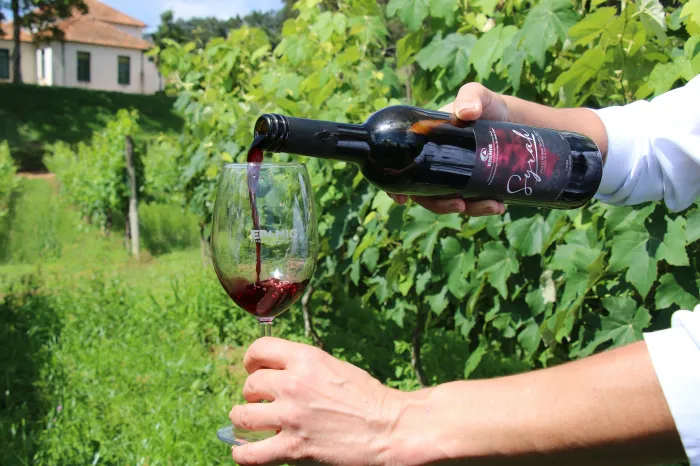 Vinhos de colheita de inverno de Minas Gerais são destaque no Decanter World Wine Awards 2026