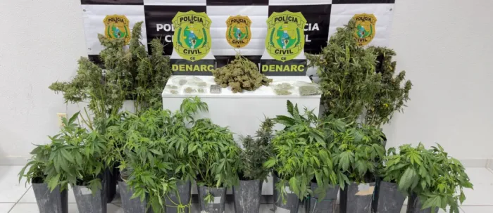 Polícia Civil desarticula laboratório de cultivo de maconha e prende suspeito em flagrante na Capital