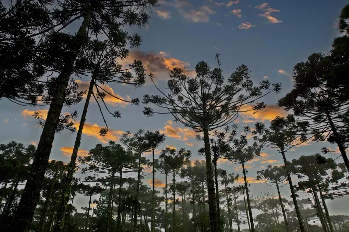 Foto: Reprodução/Secom Paraná