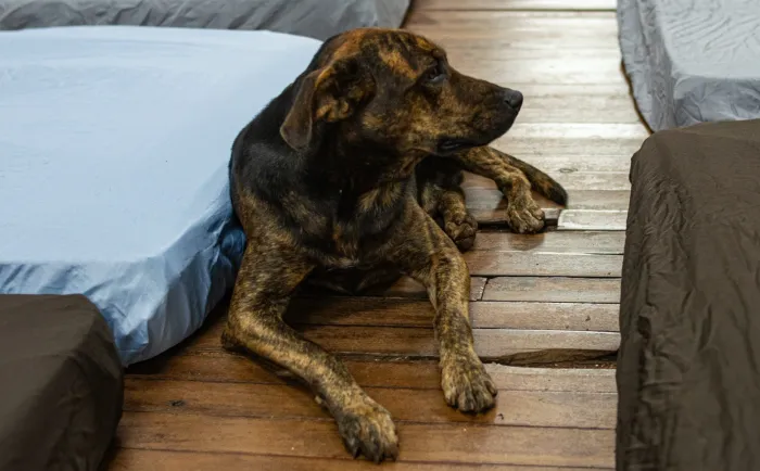 Campanha Cobertor Pet arrecada itens para animais no frio 