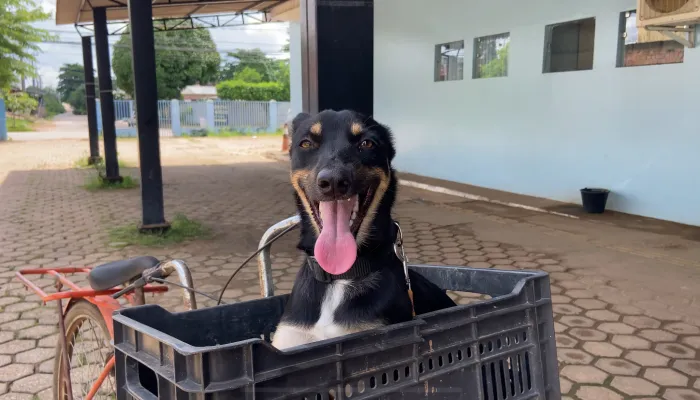 Cadela foi resgatada junto com seus três filhotes pela equipe de Proteção e Bem-Estar Animal em Porto Velho
