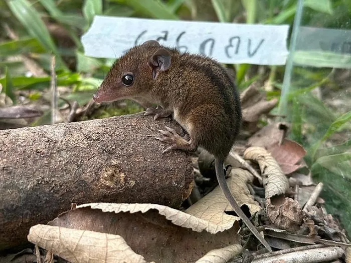 Estudo da Unesp aponta que paisagens agrícolas mais estáveis favorecem a presença e diversidade de pequenos mamíferos