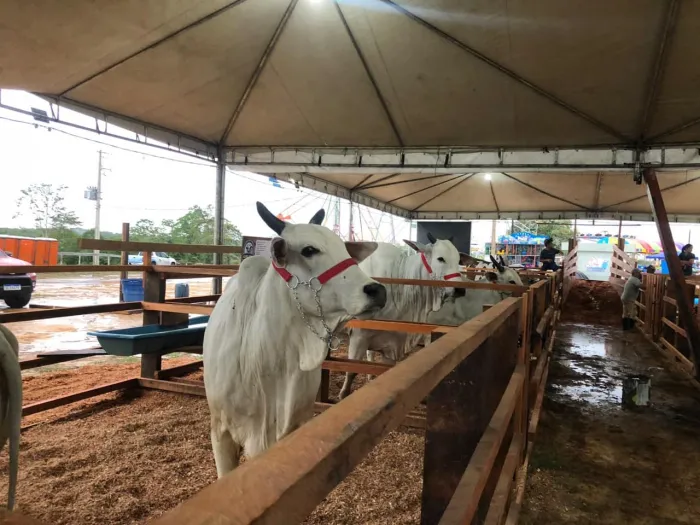 Idaf reforça fiscalização sanitária na entrada de animais durante a Expoacre Juruá