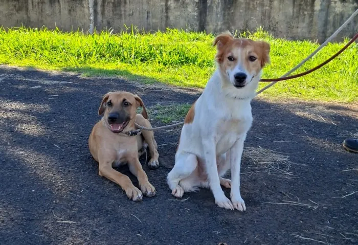 Sete cães estarão à espera de novo lar em feira de adoção realizada pelo CCZ de Araçatuba